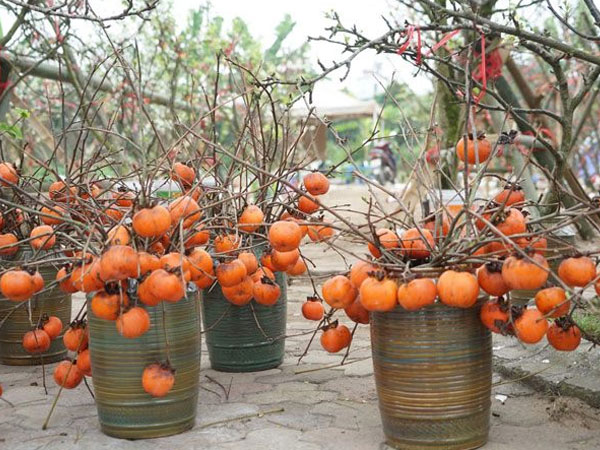Ảnh bìa bài viết 923933