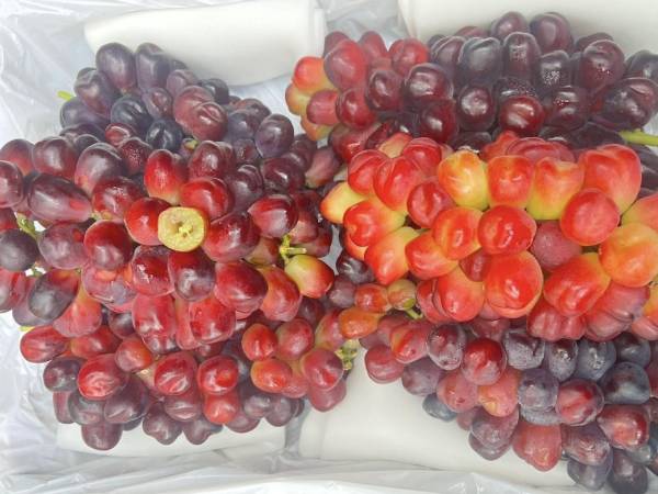 Ảnh bìa bài viết 962540