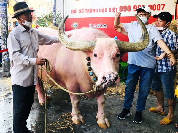 Ảnh bìa bài viết 963913