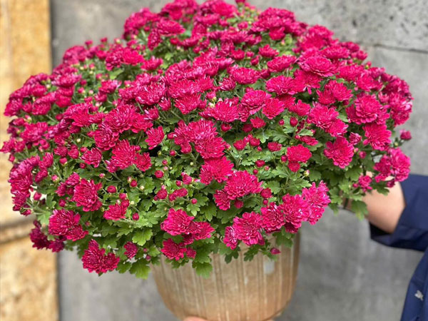 Ảnh bìa bài viết 974155