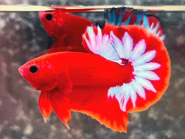 Ảnh bìa bài viết 976769