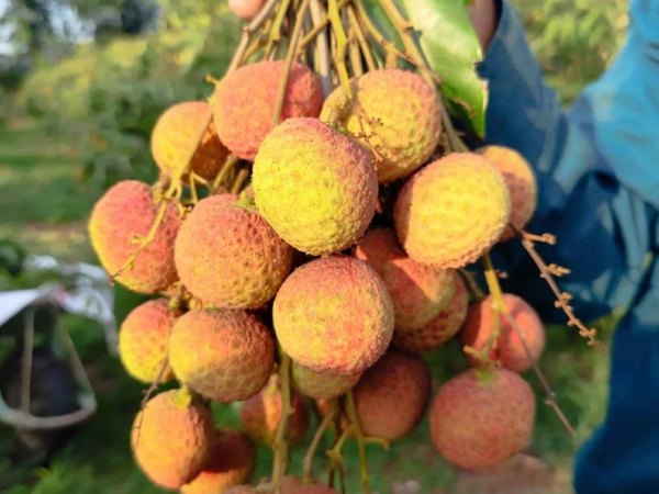 Ảnh bìa bài viết 986211