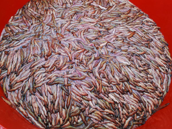 Ảnh bìa bài viết 503847