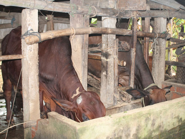 Ảnh bìa bài viết 497994
