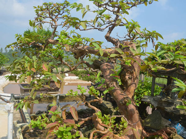 Ảnh bìa bài viết 491999