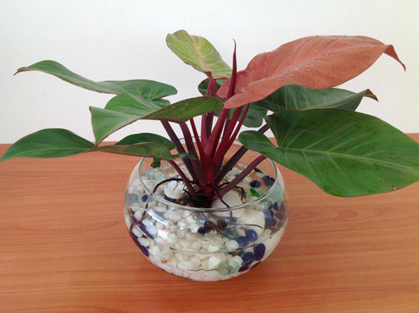 Ảnh bìa bài viết 500623
