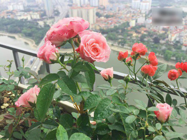 Ảnh bìa bài viết 500721