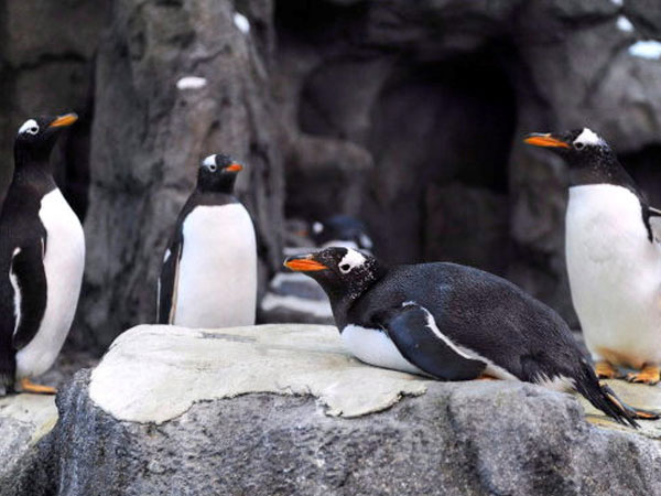 Ảnh bìa bài viết 509091