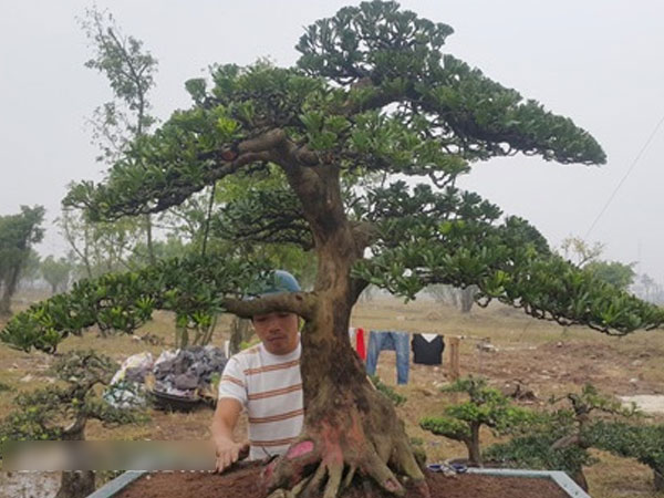 Ảnh bìa bài viết 511194
