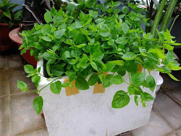 Ảnh bìa bài viết 512266