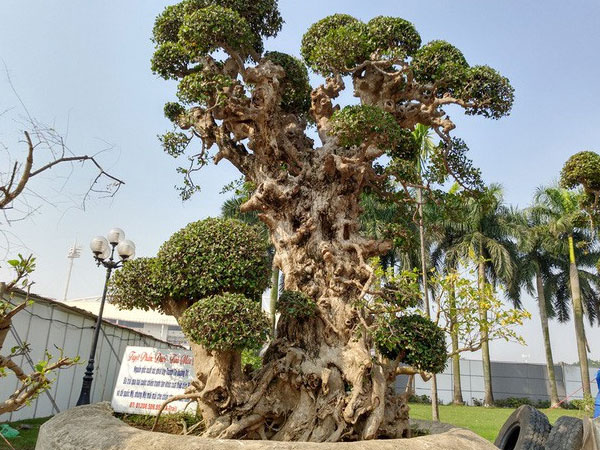 Ảnh bìa bài viết 513321