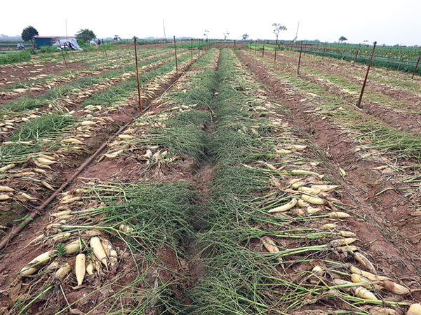 Ảnh bìa bài viết 524030