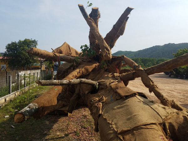 Ảnh bìa bài viết 527845