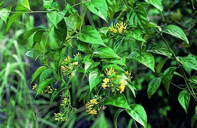 Ảnh bìa bài viết 531943