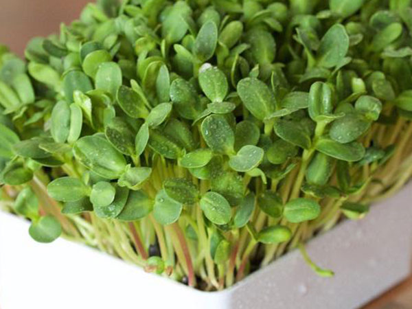 Ảnh bìa bài viết 531995