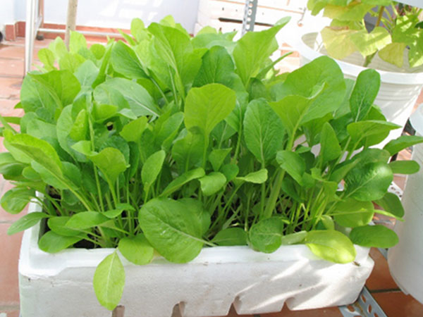 Ảnh bìa bài viết 532106