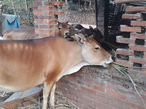 Ảnh bìa bài viết 534081