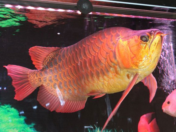 Ảnh bìa bài viết 543901