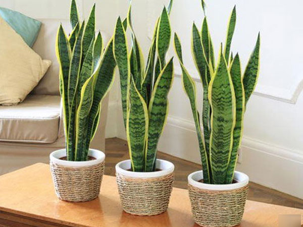 Ảnh bìa bài viết 546824