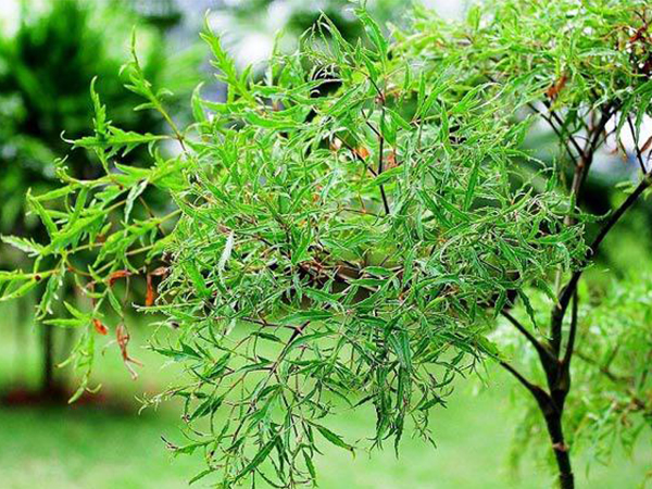 Ảnh bìa bài viết 549780