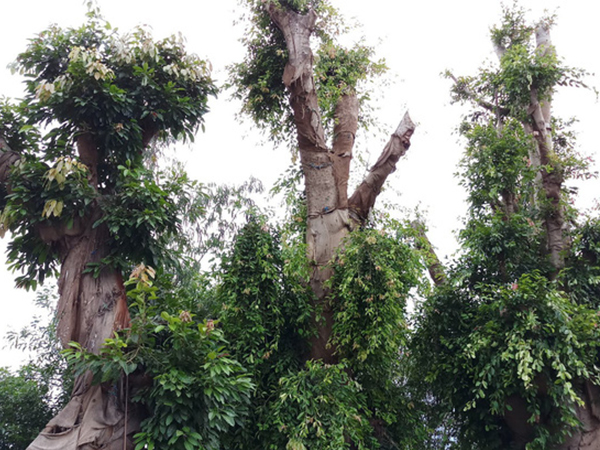 Ảnh bìa bài viết 561814