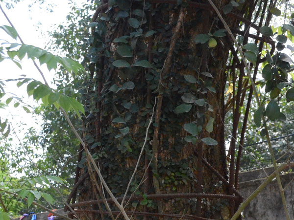 Ảnh bìa bài viết 571394