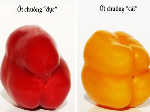 Ảnh bìa bài viết 572028