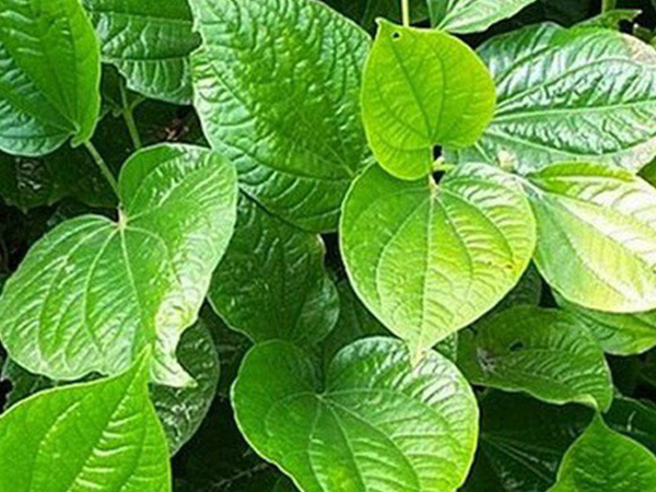 Ảnh bìa bài viết 576834