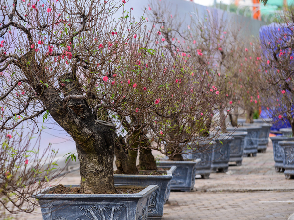 Ảnh bìa bài viết 591354