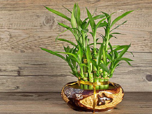 Ảnh bìa bài viết 614604