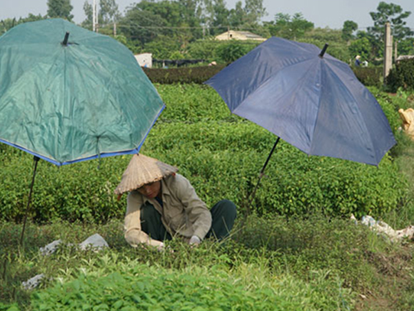 Ảnh bìa bài viết 619578