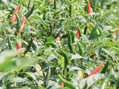 Ảnh bìa bài viết 293036