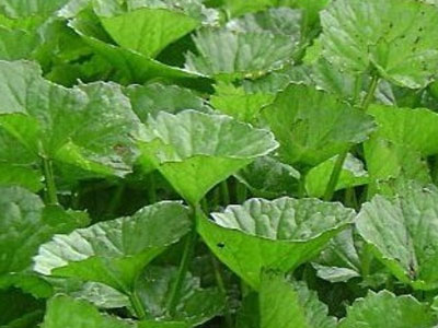 Ảnh bìa bài viết 295242