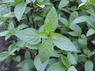 Ảnh bìa bài viết 297813