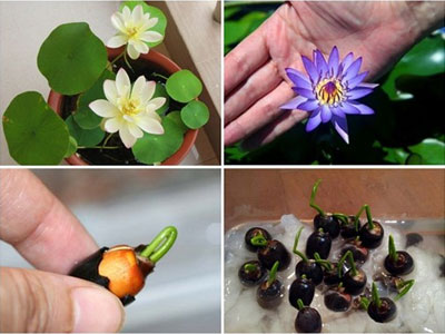 Ảnh bìa bài viết 299071