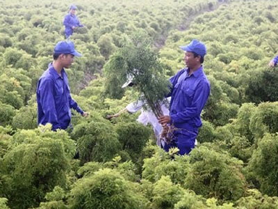Ảnh bìa bài viết 321401