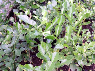 Ảnh bìa bài viết 324093