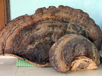 Ảnh bìa bài viết 328512