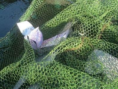 Ảnh bìa bài viết 332395