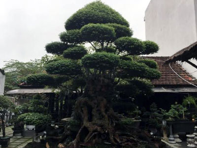 Ảnh bìa bài viết 333305