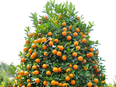 Ảnh bìa bài viết 338953