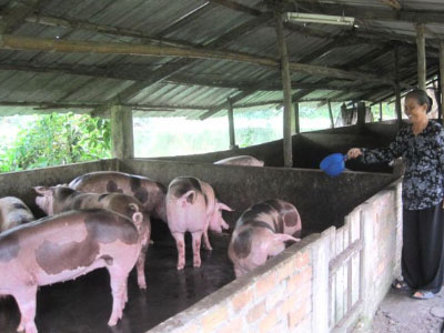 Ảnh bìa bài viết 339333
