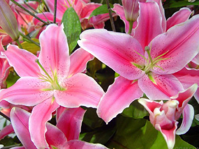 Ảnh bìa bài viết 342528