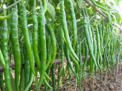 Ảnh bìa bài viết 370629