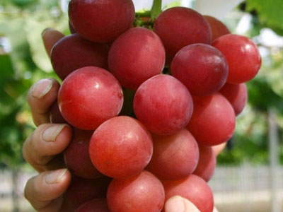 Ảnh bìa bài viết 375423