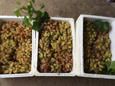 Ảnh bìa bài viết 390085
