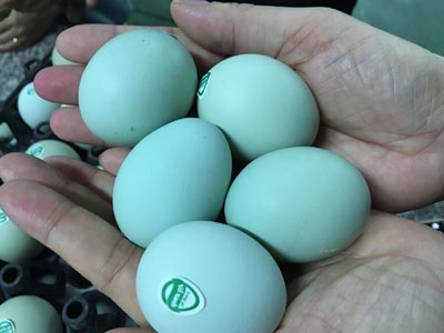 Ảnh bìa bài viết 390941