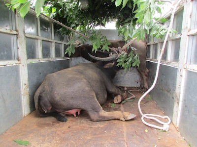 Ảnh bìa bài viết 410508