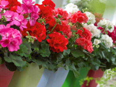 Ảnh bìa bài viết 411482