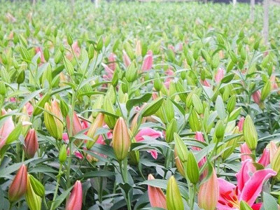 Ảnh bìa bài viết 424179